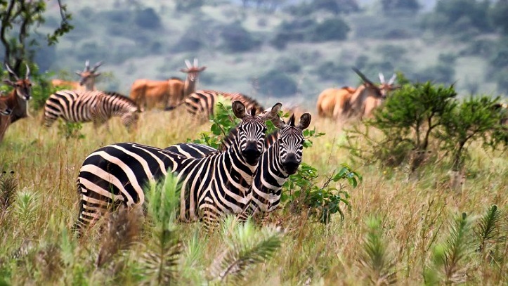 visa-rwanda-zebres-et-antilopes-visatropical.jpg