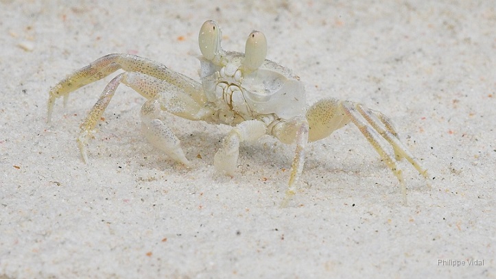 visa-seychelles-crabe-blanc-des-plages-visatropical.jpg