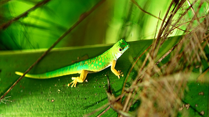 visa-seychelles-lezard-vert-visatropical.jpg