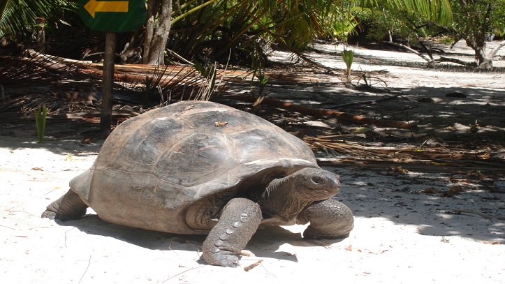 visa-seychelles-tortue-sur-l'-ile-curieuse.jpg